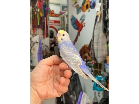 Ele omuza alıştırmalık muhabbet kuşlarımız 