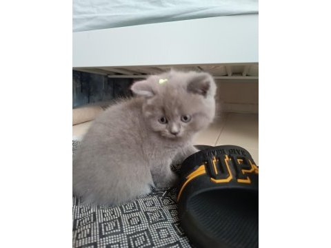 British shorthair bebeklerimize yeni yuva arıyoruz
