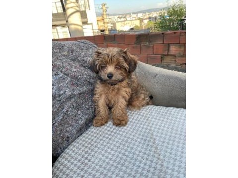 Erkek maltipoo yavrumuz