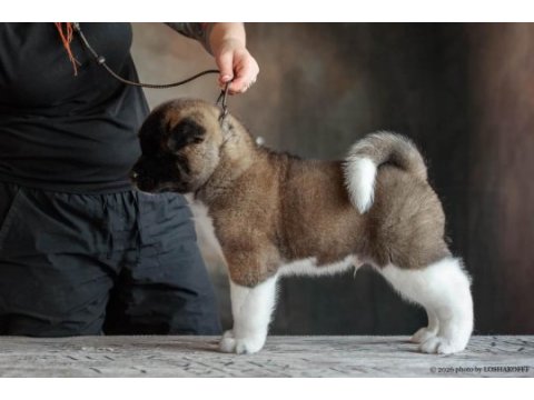 Amerikan akita inu
