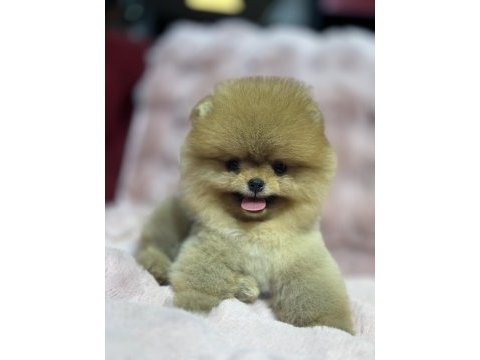 Orjinal pomeranian boo bebekler