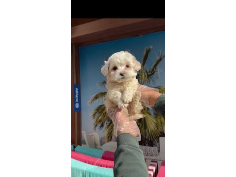 F1 maltipoo minyatür