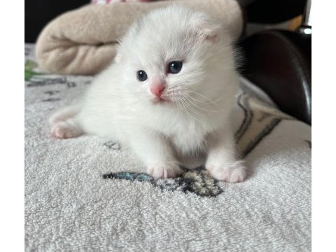 Scottish fold 40 günlük
