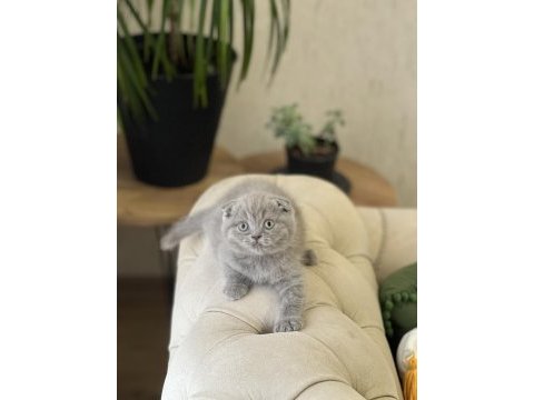 A kalite ayı surat scottish fold yavrum