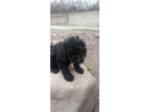 Toy poodle köpeği