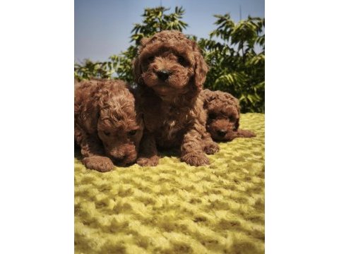 Müthiş kalite poodle yavrularımız