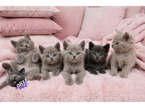 British shorthair fawn nadir renk a+ kalite