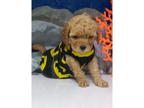 Tüy dökmez koku yapmaz maltipoo
