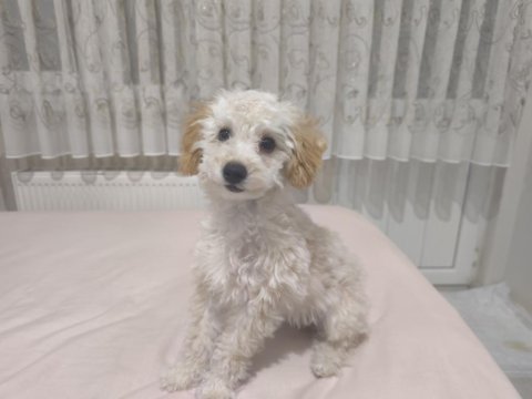 Sevimli mid poodle