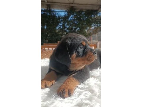 Fci a scrli ırk garantili yavrular