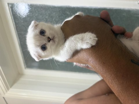Yavru scottish fold