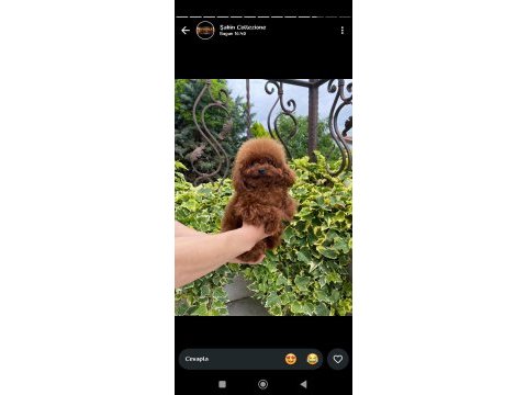 Toy poodle için güvenilir tek adres