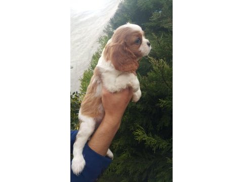 Orjinal cavalier king charles yavrularımız