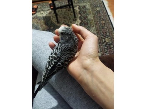 Damızlık muhabbet kuşu