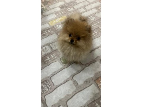 5 aylık aşıları tam dişi pomeranian