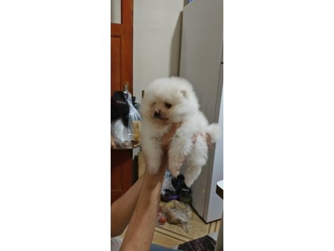Pomeranian boo yavrularım