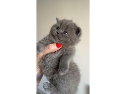 British shorthair prensesim