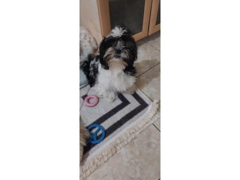 Shih tzu hipoalerjik