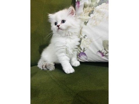 British longhair 3.5 aylık erkek