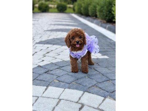 Kilo garantili toy poodle yavrularımız