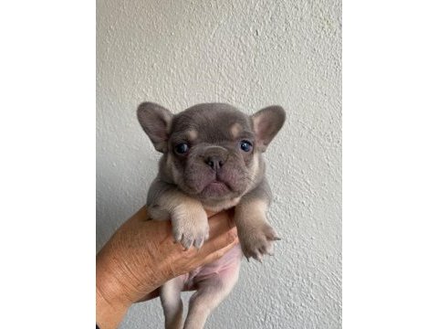 Üst düzey mavi gözlü french bulldog yavrularımız