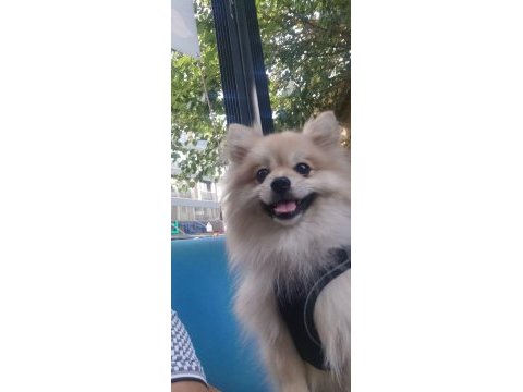 Pomeranian