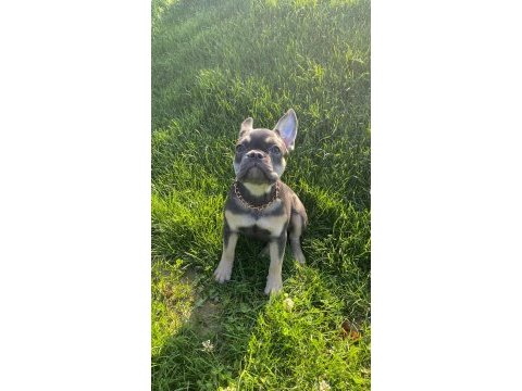 French bulldog blue tan dişi (3 aylık)