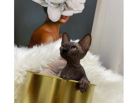 Sphynx sfenks tüysüz dişi erkek yavru