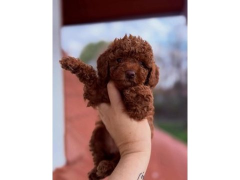 Kusursuz güzellikteki toy poodle yavrular