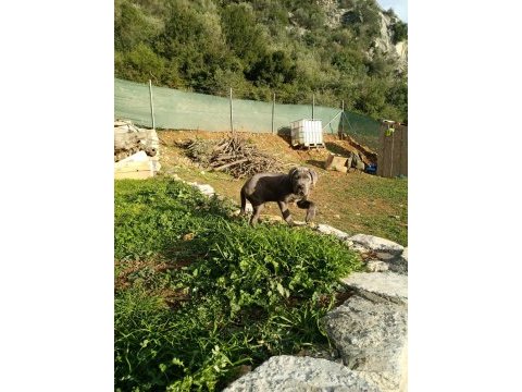 Cane corso blue yavrumuz erkek