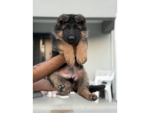 Safkan şecereli alman kurdu yavrular