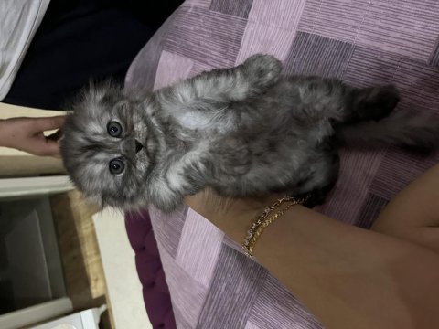 Kedimiz yeni yuvasını bekliyor