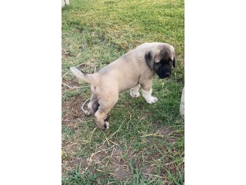 Aksaray malaklısı köpeğimiz