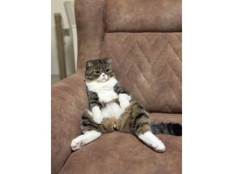 Scottish fold