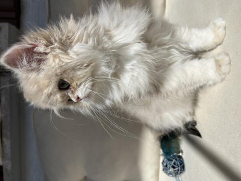 British longhair ay12 kedimiz