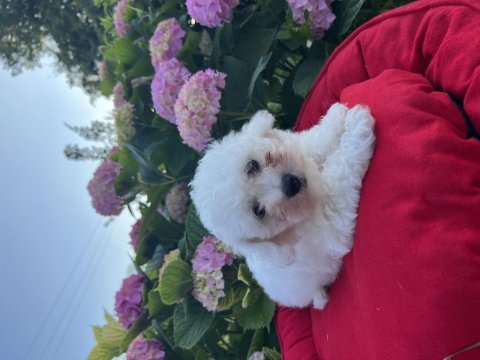 Orjinal kar beyaz bichon frise yavrular 