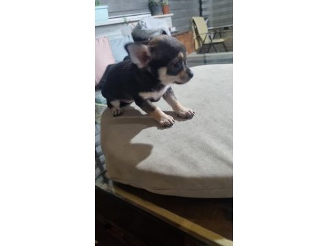 Yavru chihuahua köpeklerinin sahiplendirmek