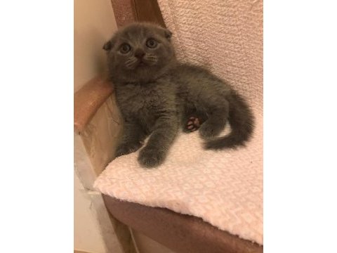 Scottish fold blue point