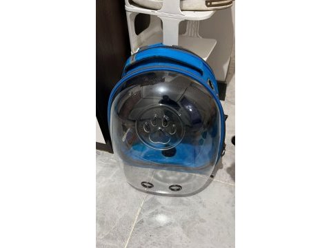 Orijinal ırk 3 aylık erkek pomeranian