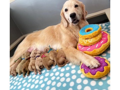 İzin belgeli üretim çiftliğinden golden retriever kapıda öde