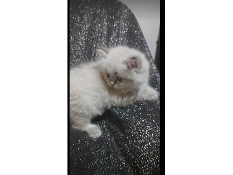 Longhair chinchilla erkek ve dişi kedilerimiz