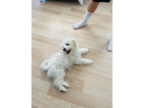 Maltipoo yavrularımız