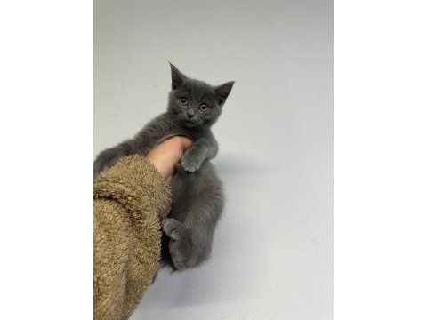2 aylık yavru british shorthair