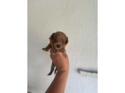 Toy poodle bebeklerimiz maltipoo bebeklerimiz mevcuttur