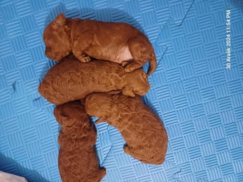 Toy poodle yavru