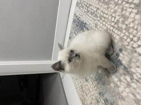 Son kalan oyuncu kedim sahiplendirilecek