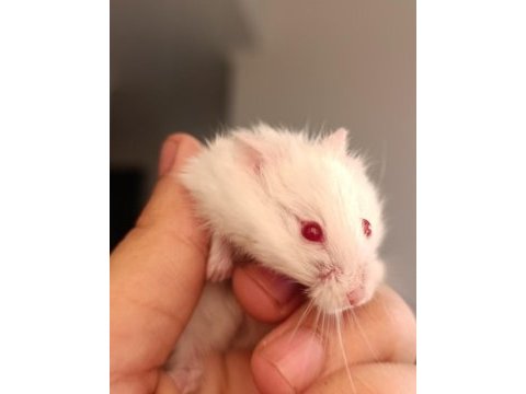 Albino gonzales hamster