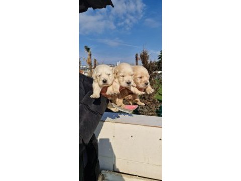 Safkan golden retriever yavruları ücretsiz değildir