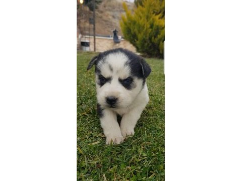 Maviş gözlü safkan husky minikler