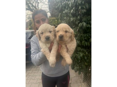 Orjinal golden retriever yavrular